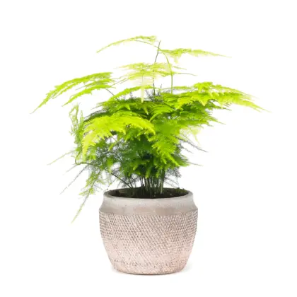 Denver Small Vase