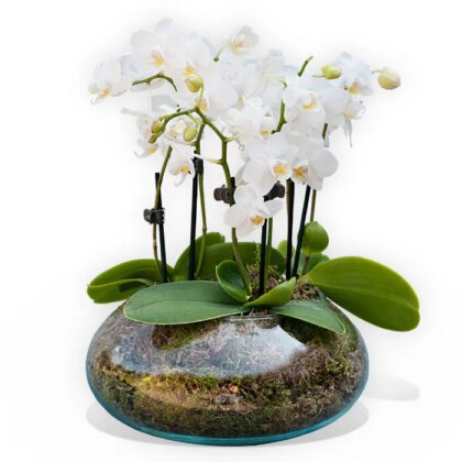 Bethina Vase