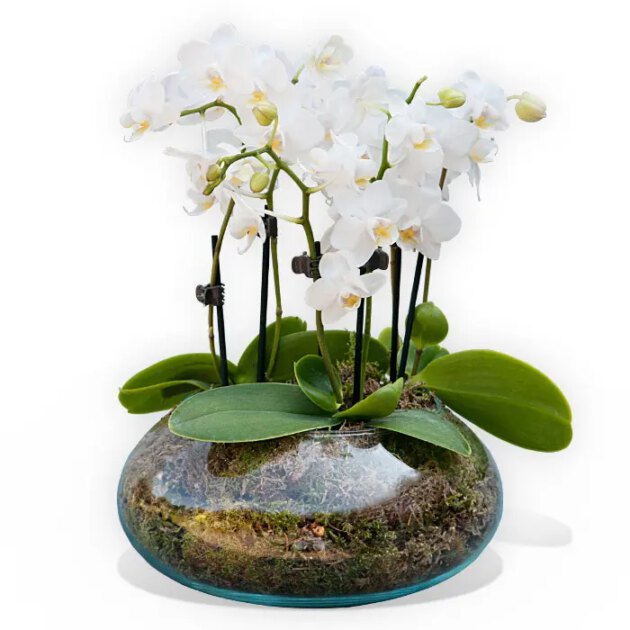 Bethina Vase