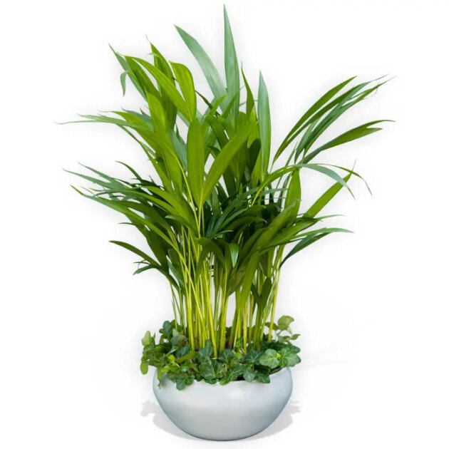 Adjo Vase